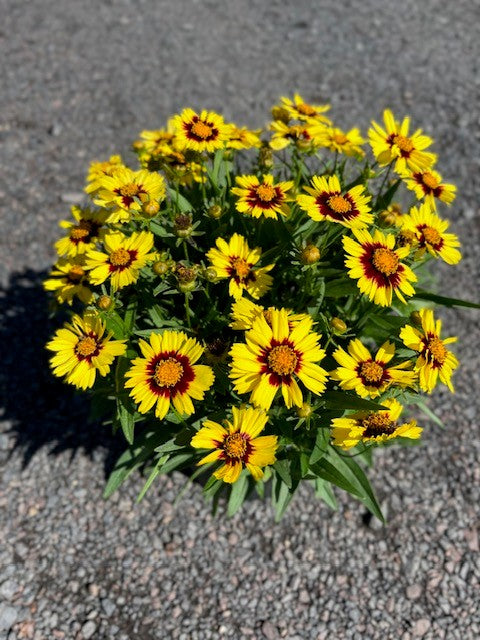 Red and Yellow Coreopsis Planting Seeds  Bright Garden Flowers