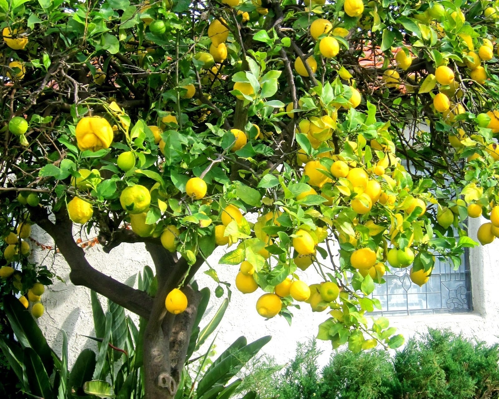 Red Lemon Fruit Seeds Yellow Planting heirloom non-gmo organic garden seeds