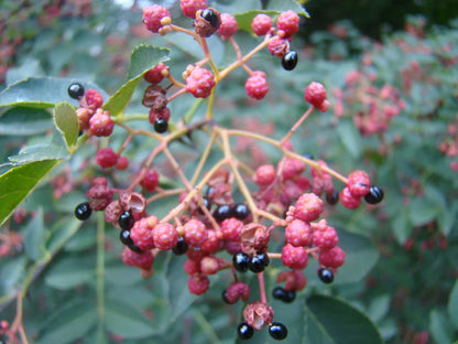 Red Zanthoxylum Fruit Seeds Planting heirloom non-gmo organic garden seeds
