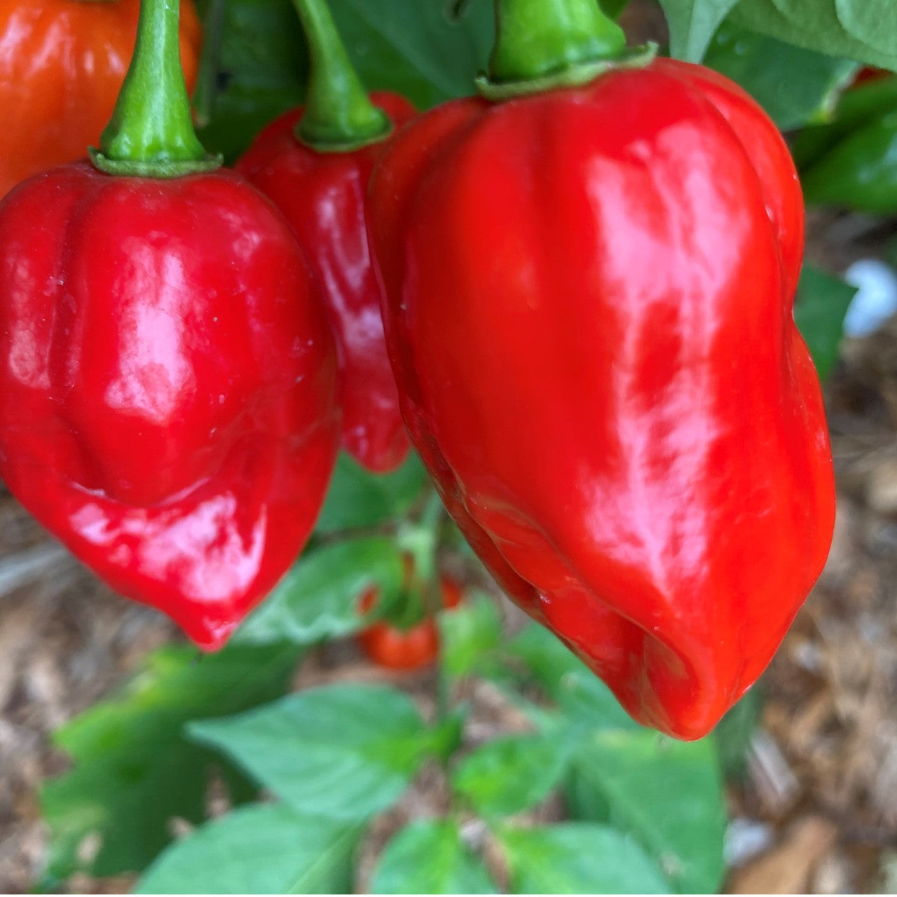 Devil's Tongue Hot Pepper Fruit Seeds