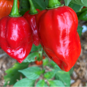 Teufelszunge Chili Samen