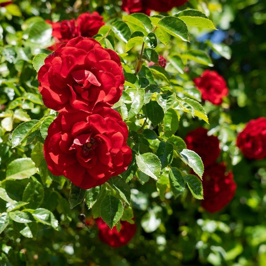 Red Climbing Rose Flower Seeds