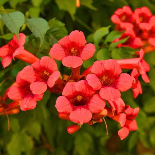 Red Trumpet Vine Flower Seeds