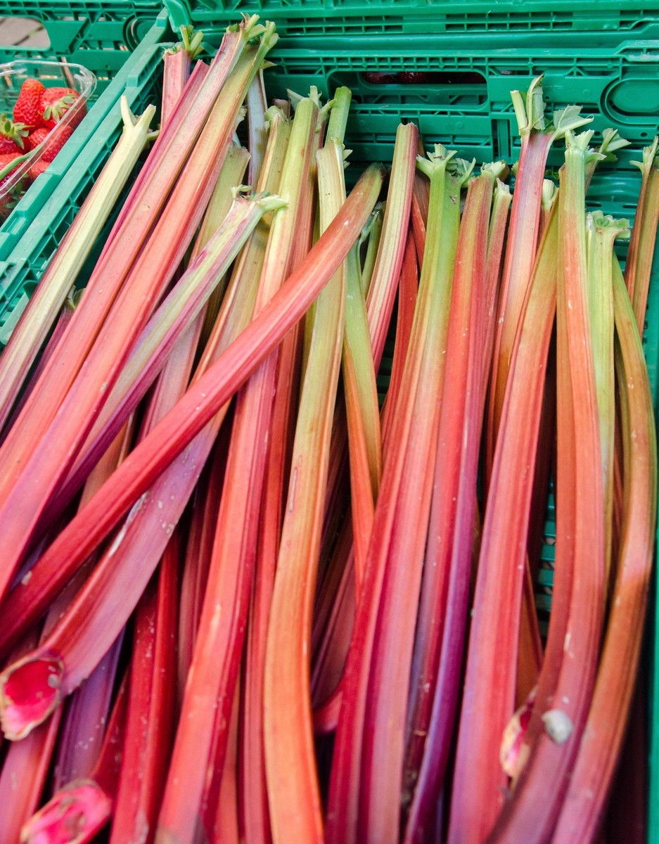 Organic Redventure Celery (Apium graveolens) Herb & Vegetable Seeds – Red-Golden Pink Stalks with Green Leaves