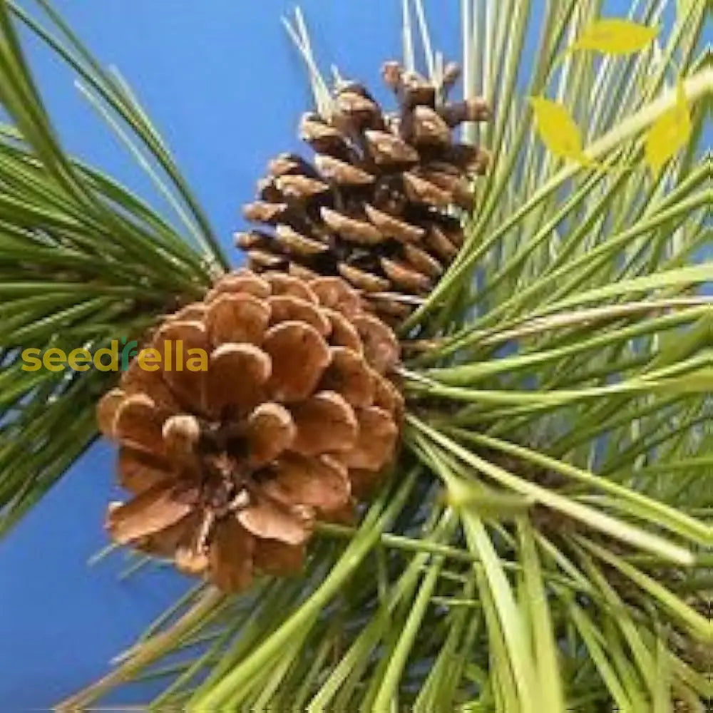 Brown Resinosa Tree Seeds for Planting