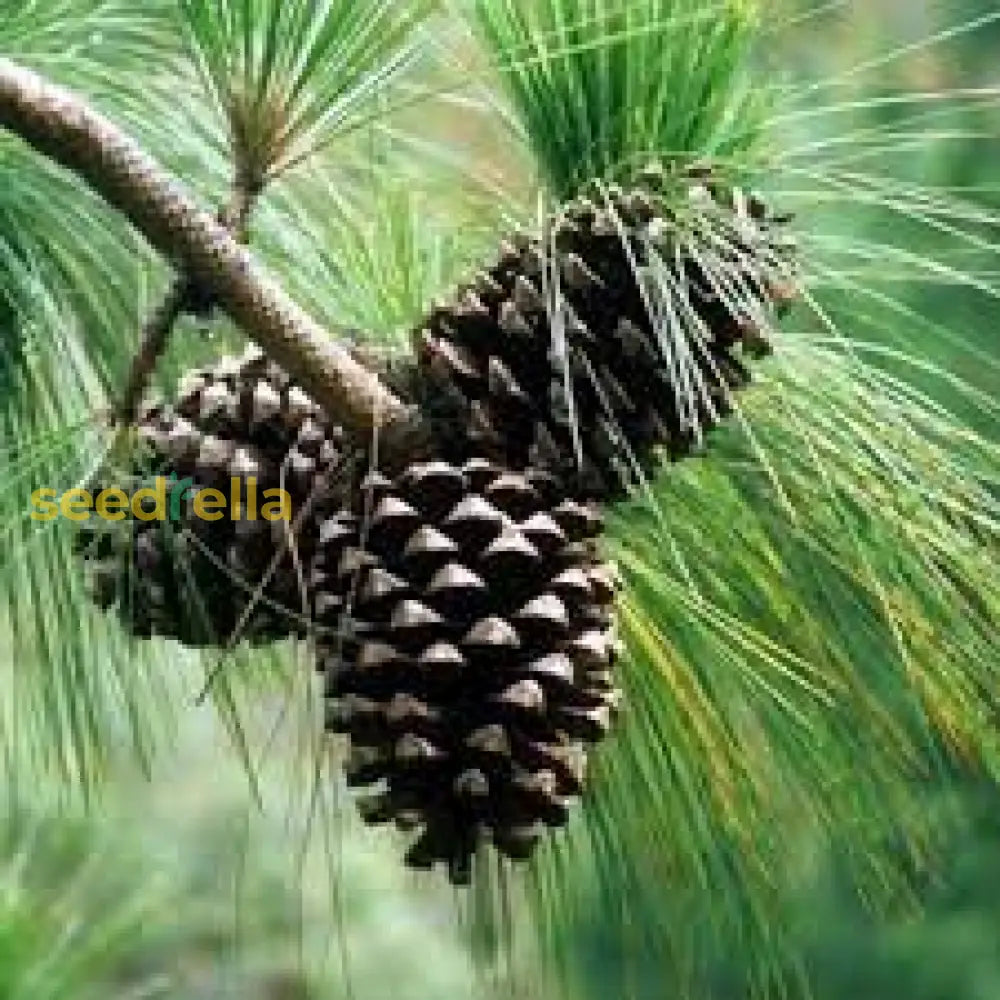 Brown Resinosa Tree Seeds for Planting