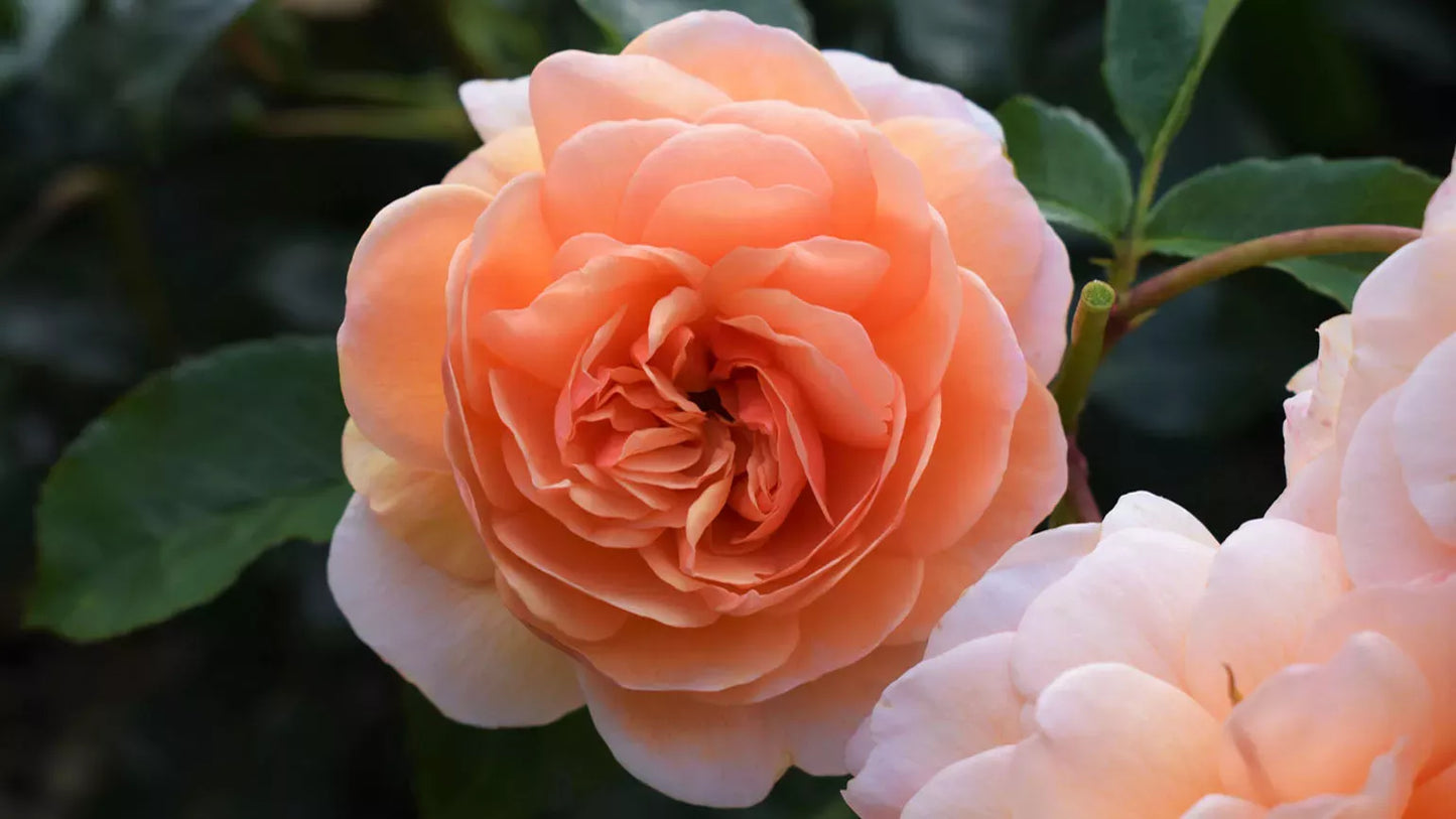 Japanese Rose Flower Seeds