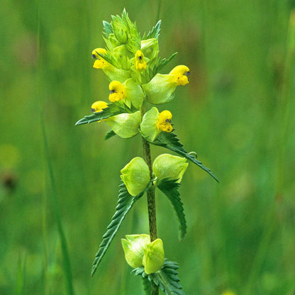 Rhinanthus yellow rattle seeds for gardening
