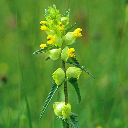 Rhinanthus yellow rattle seeds for gardening