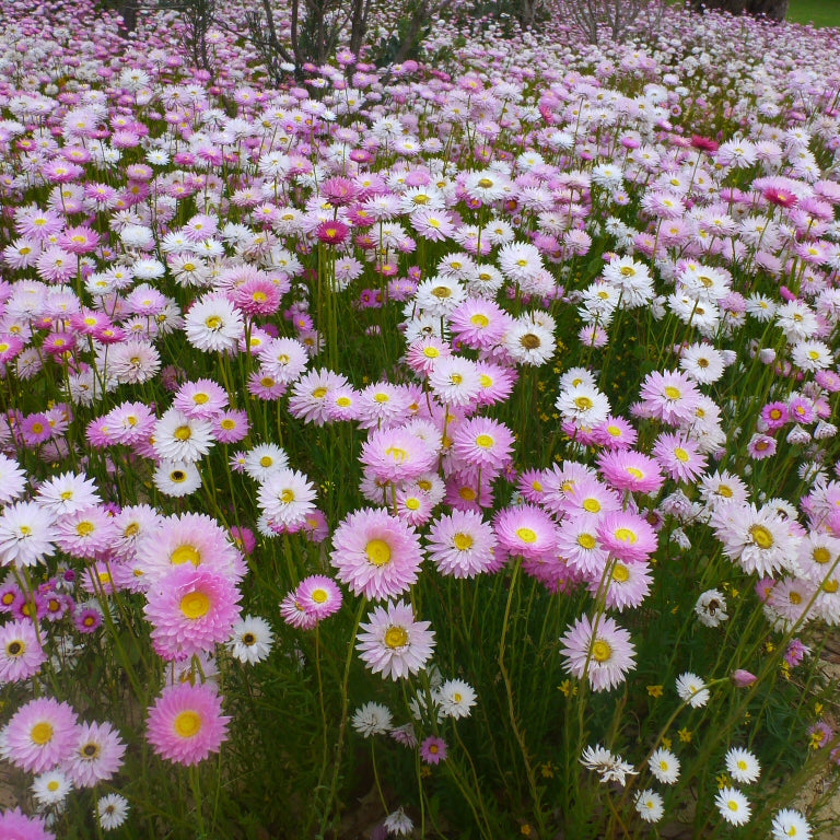 Rhodanthe Chlorocephala Rosea Flower Seeds