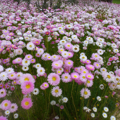Rhodanthe Chlorocephala Rosea Flower Seeds