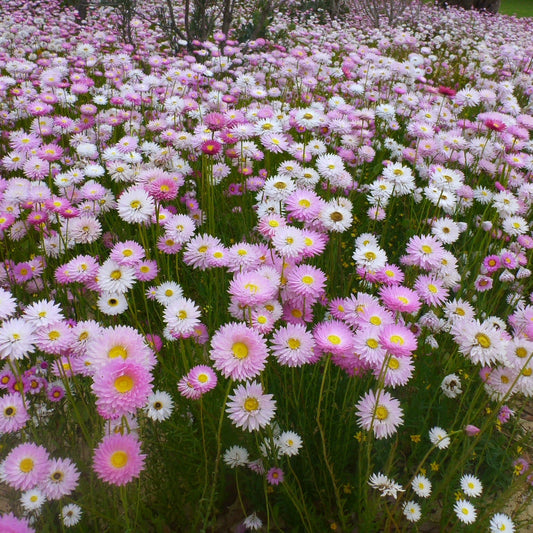 Rhodanthe Chlorocephala Rosea Flower Seeds
