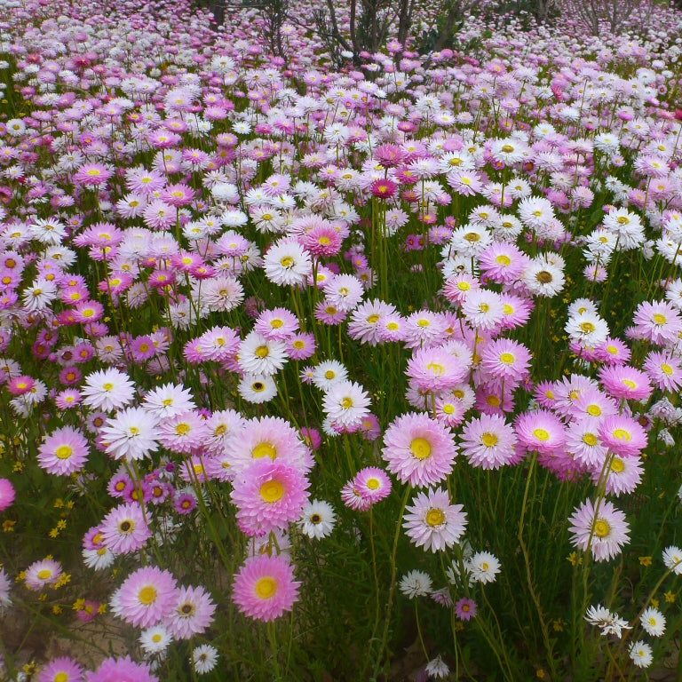 Rhodanthe Chlorocephala Rosea Flower Seeds