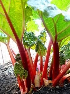Victoria Rhubarb (Rheum rhabarbarum) Perennial Fruit Vegetable Seeds – Pieplant