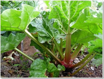 Glaskins Perpetual Rhubarb (Pieplant) Rheum rhabarbarum Fruit Vegetable Seeds