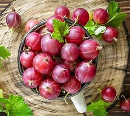 Gooseberry Ribes uva-crispa Fruit Seeds for Planting in Garden and Orchard