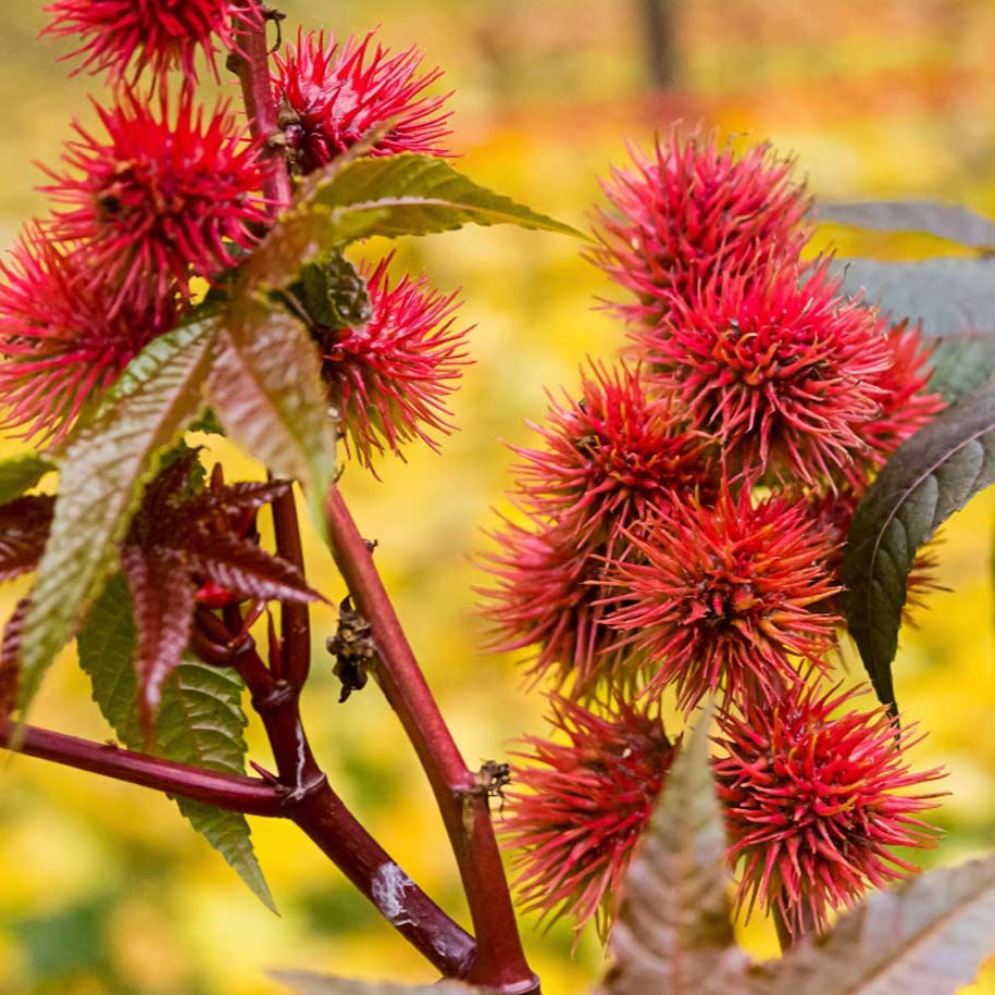 Castor Bean Herb Seeds