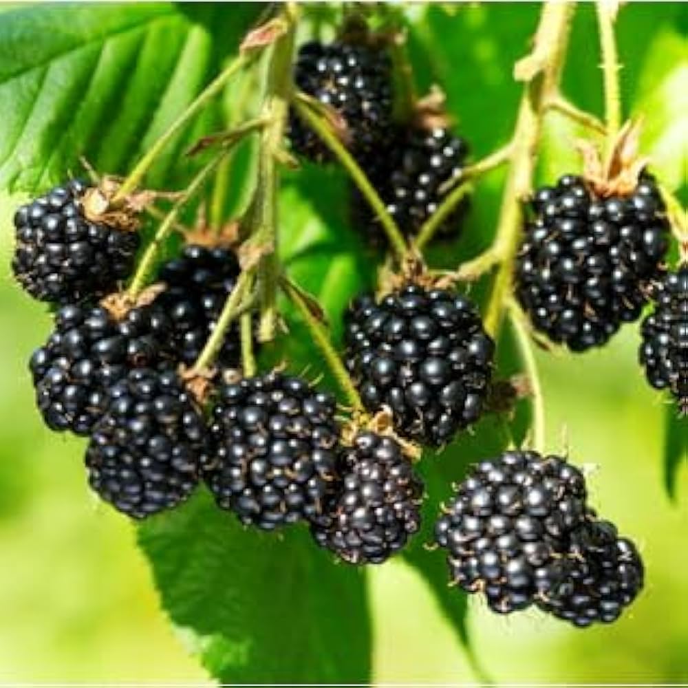 Blackberry Fruit Bush (Rubus allegheniensis) Seeds