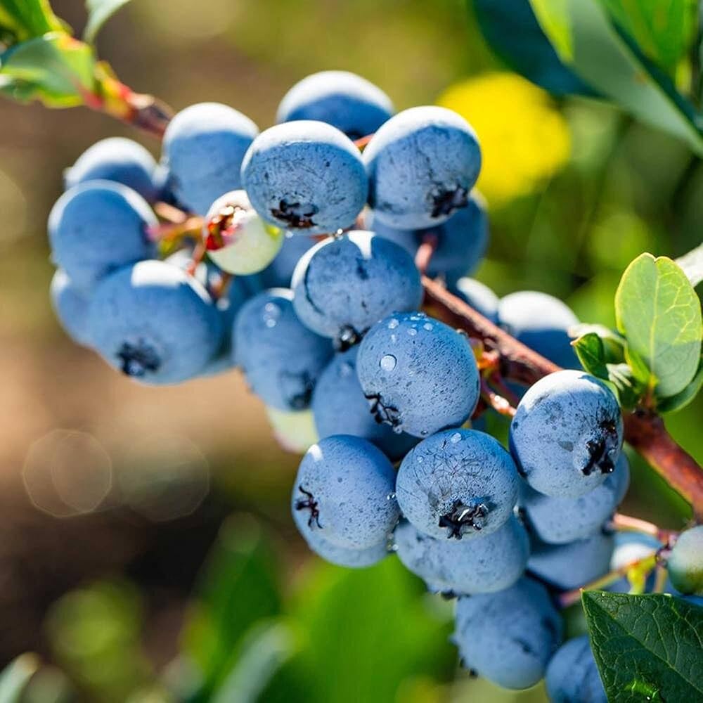 Heidelbeersamen Pflanzset zum Anbau frischer Heidelbeeren