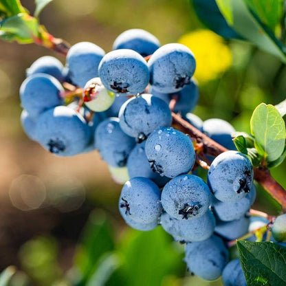 Heidelbeersamen Pflanzset zum Anbau frischer Heidelbeeren