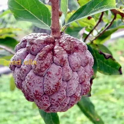 Burgundy Sugar Apple Seeds for Planting