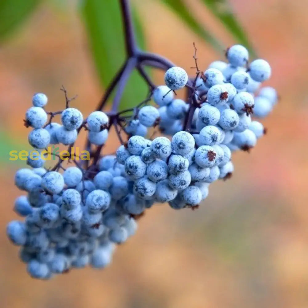 Blue Canadensis Fruit Seeds - Ideal for Planting