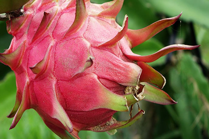 Pitaya Seeds for Planting: Cultivate Exotic Fruits