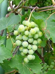 Green Dessert/Table Grape (Vitis vinifera) Fruit Vine Seeds