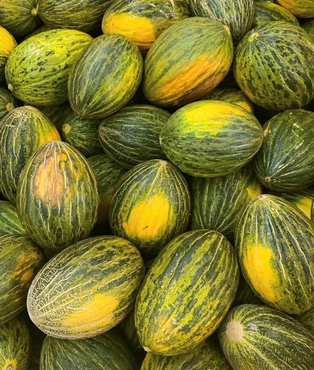 Green Toadskin Melon Seeds for Planting - Heirloom Fruit Variety