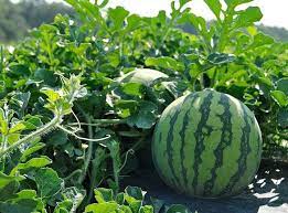 Green Watermelon Seeds Planting Pack