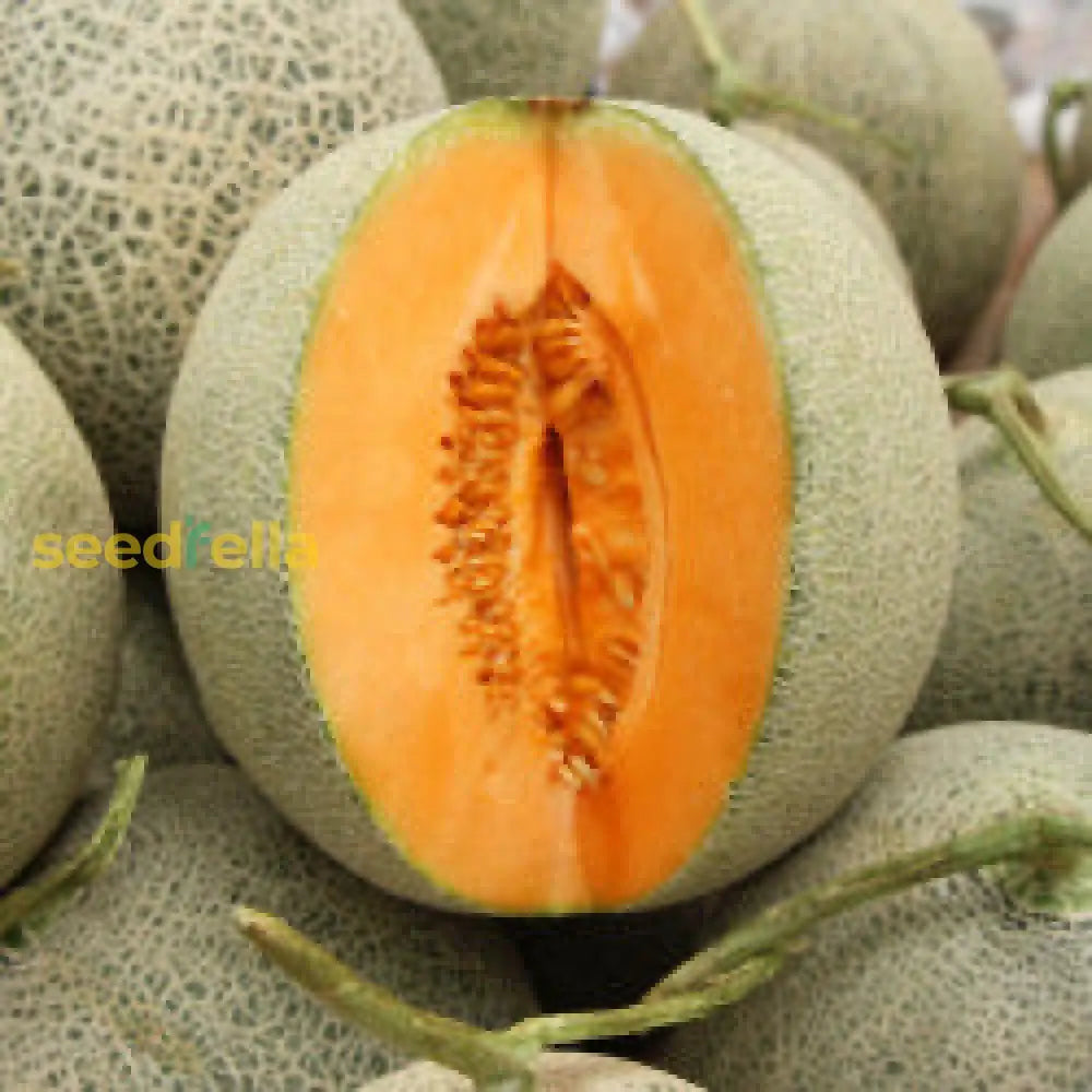 Orange Cantaloupe Melon Seeds for Planting Grow Delicious Homegrown Fruit
