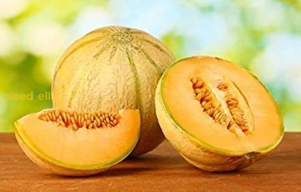 Orange Muskmelon Fruit Seeds - Planting Seeds