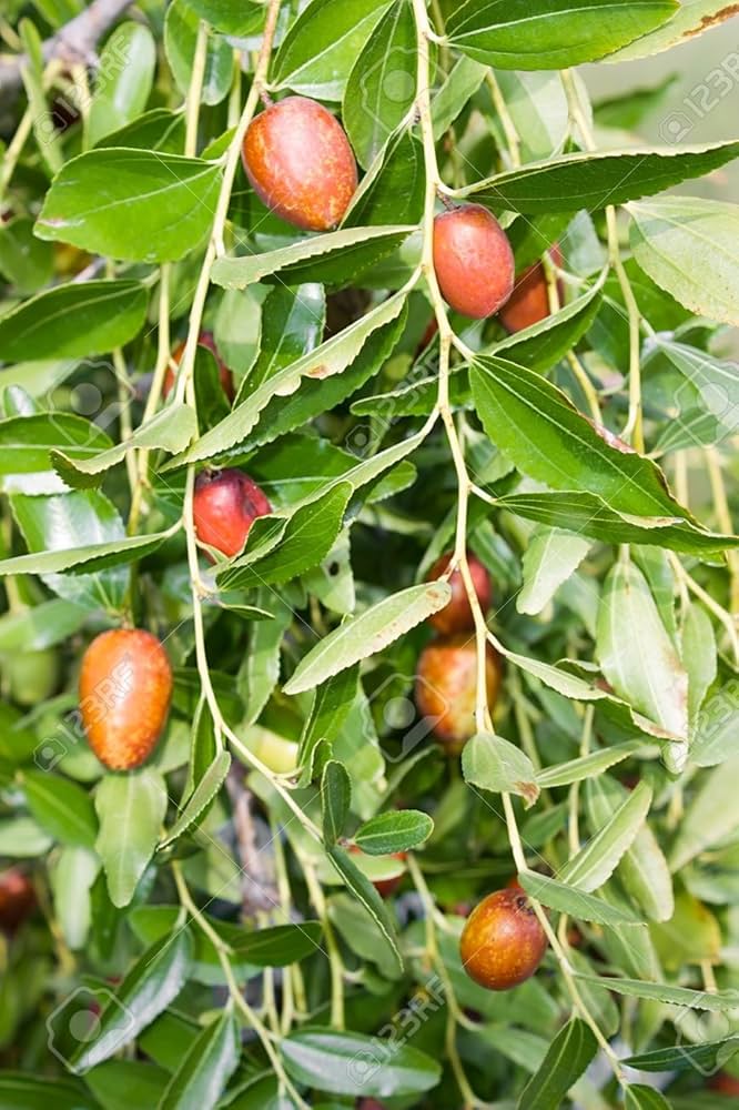 Asian Date Jujube (Ziziphus spinosa) Red Fruit Tree Seeds – Sweet and Nutritious Chinese Tsao