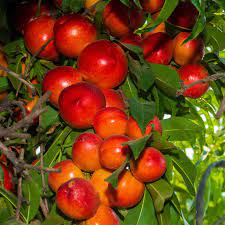Red Nectarine Fruit Planting Essentials - Seeds for Delicious Homegrown Fruits and Abundant Harvest in Your Garden