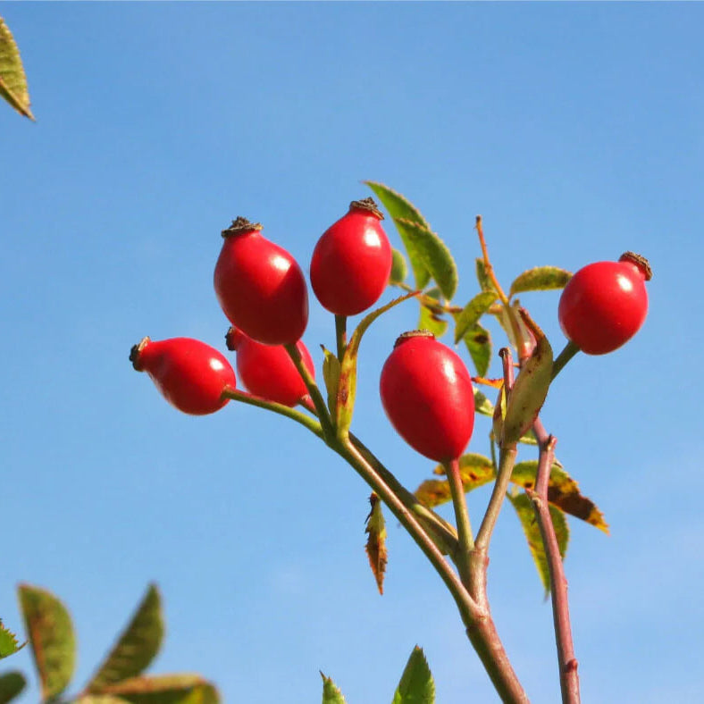 Semillas de fruta de Rosa Canina