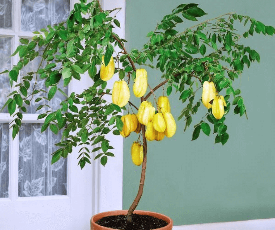 Star Fruit Seeds for Easy Planting and Growth