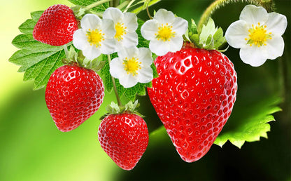 Strawberry Seeds for Easy Planting