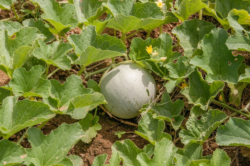 Yellow Cucumis Melo Fruit Seeds Planting