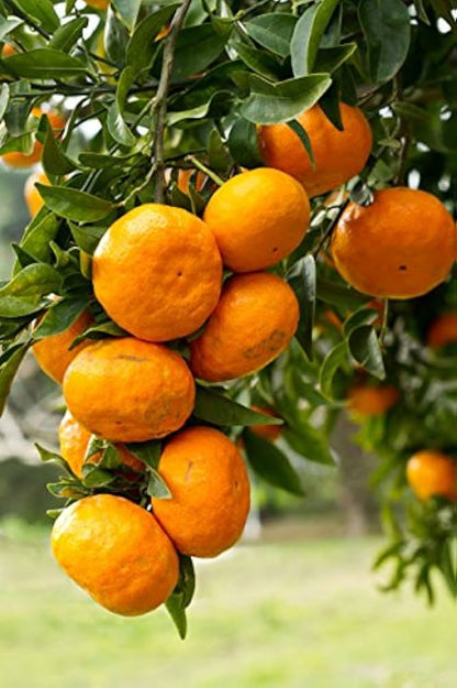 Yellow Orange Fruit Seeds Planting