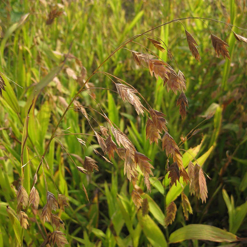 Northern Sea Oats Plant Seeds