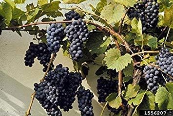 Vitis Riparia Riverbank Grape Seeds heirloom non-gmo organic garden seeds
