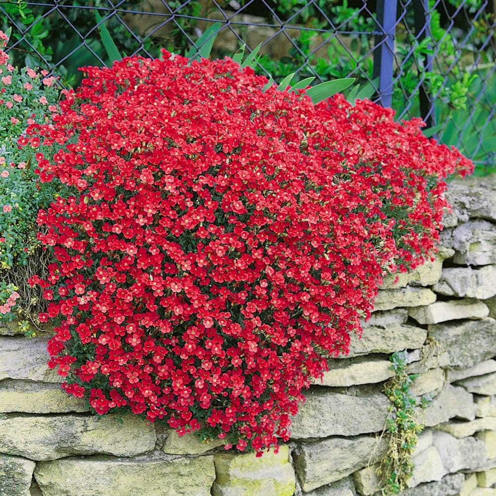 Rock Cress red flower seeds for rock gardens