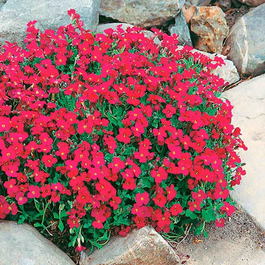 Rock Cress red Aubrieta seeds for vibrant garden planting