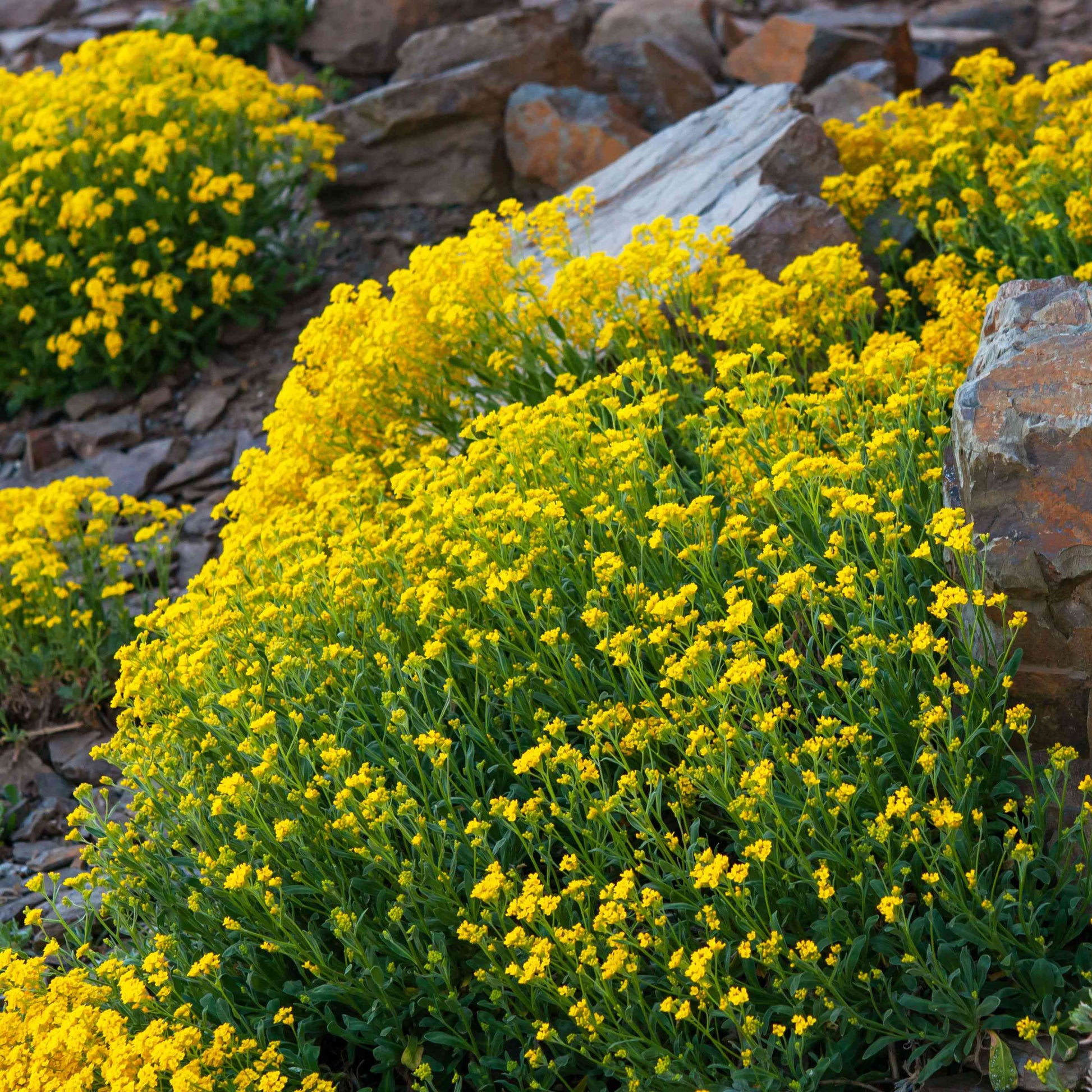 rock cress flower seeds Creeping Thyme & Yellow Rock Cress Flower Seeds for Planting – Heirloo – Pure Asia Seeds