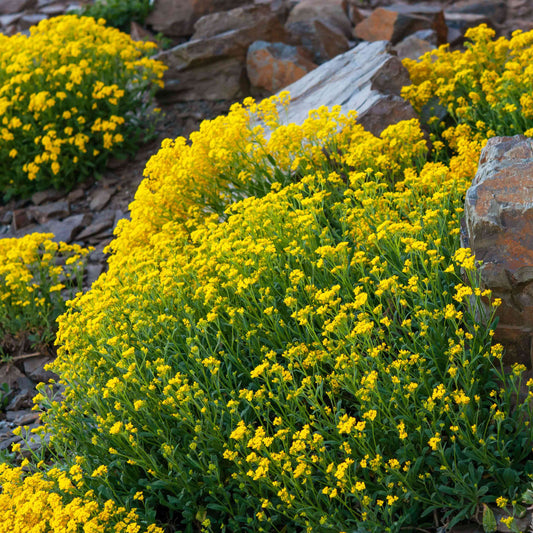 Creeping Thyme & Yellow Rock Cress Flower Seeds