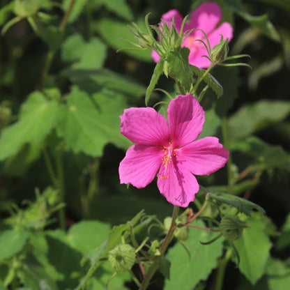 Pink Rock Rose Flower Seeds