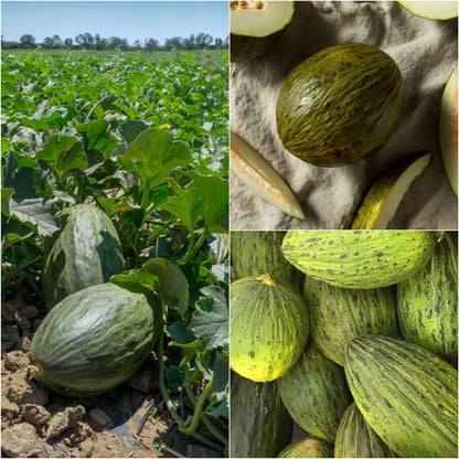 Semi di frutta melone Piel de Sapo