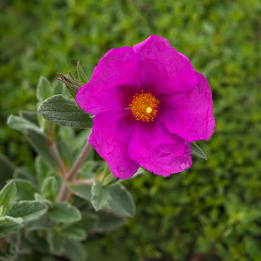 Pink Rock Rose Flower Seeds