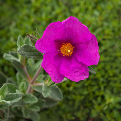 Pink Rock Rose Flower Seeds