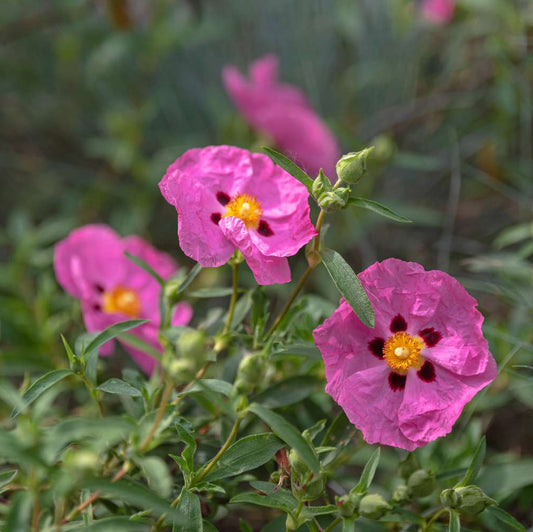 Pink Rock Rose Flower Seeds